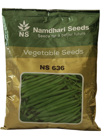 Beans Ns-636 Seeds for High Yield Farming – Dhartibeej
