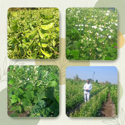 Beans Seeds Online | Dhartibeej