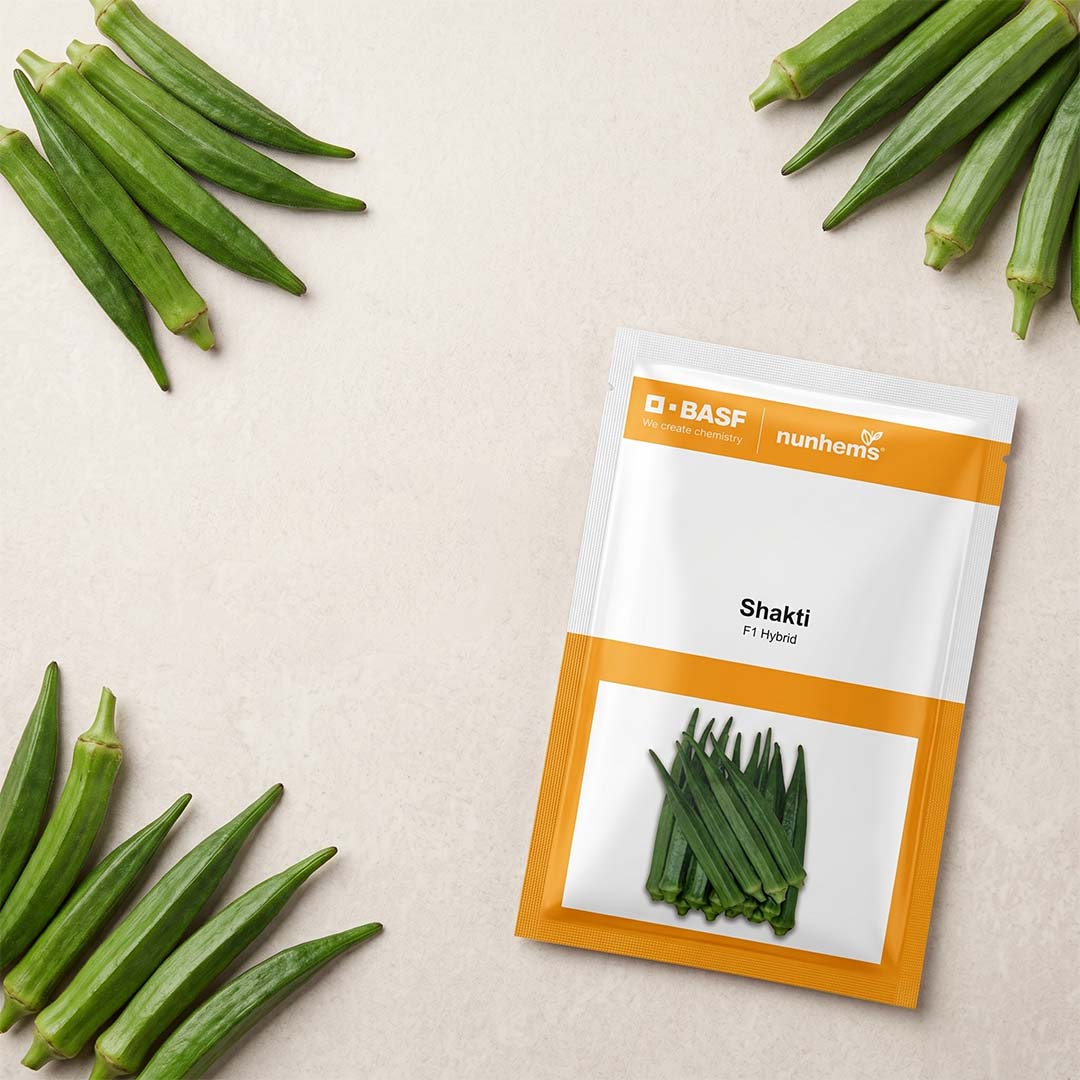 Bhendi Nunhems Shakti Seeds Online | Dhartibeej

