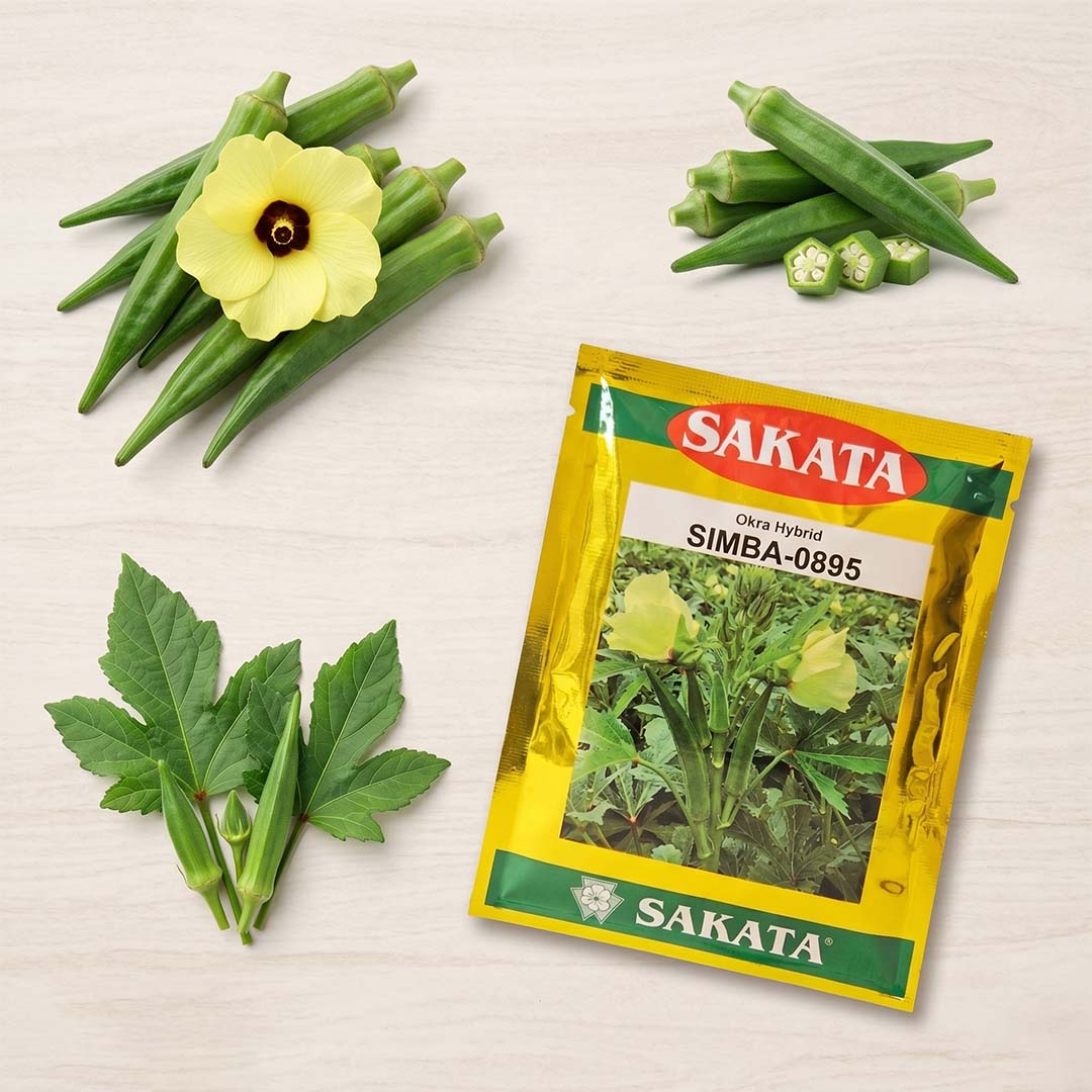 Bhendi Sakata Simba 0895 Seeds for High Yield Farming | Dhartibeej
