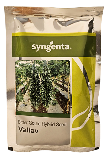 Bitter Gourd Sg Vallav Seeds for High Yield Farming – Dhartibeej