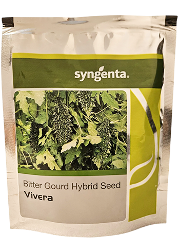 Bitter Gourd Sg Vivera Seeds Online India – Dhartibeej
