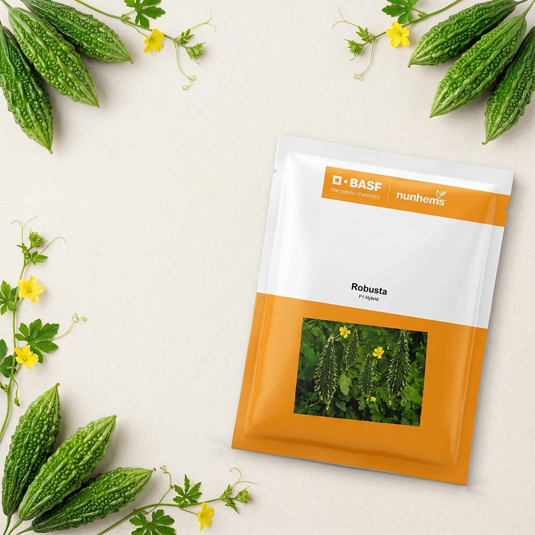 Bitter Gourd Nunhems Robusta Seeds Online | Dhartibeej