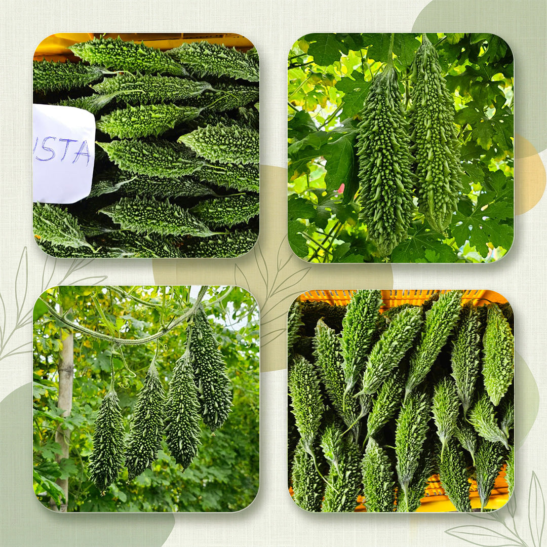 Bitter Gourd Seeds Online | Dhartibeej