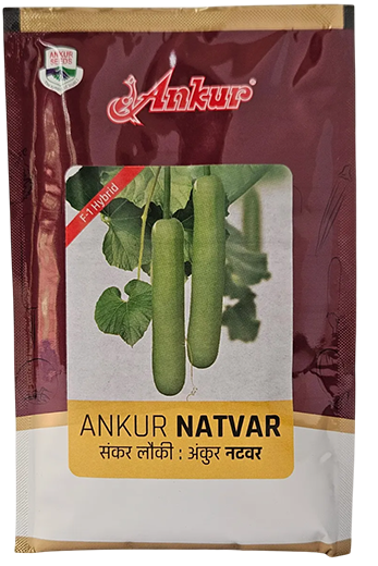Buy Bottle Gourd Ankur Natwar Seeds Online in India – Dhartibeej
