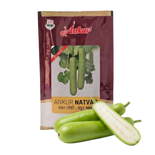 Bottle Gourd Ankur Natwar Seeds Online | Dhartibeej