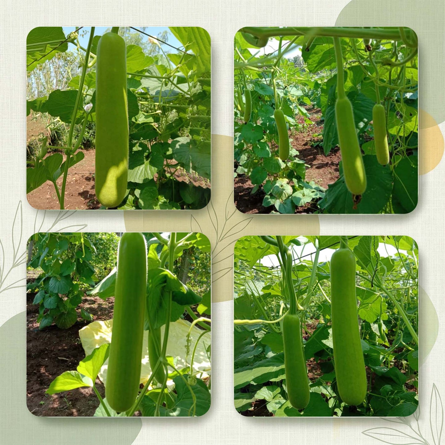 Bottle Gourd Seeds Online | Dhartibeej