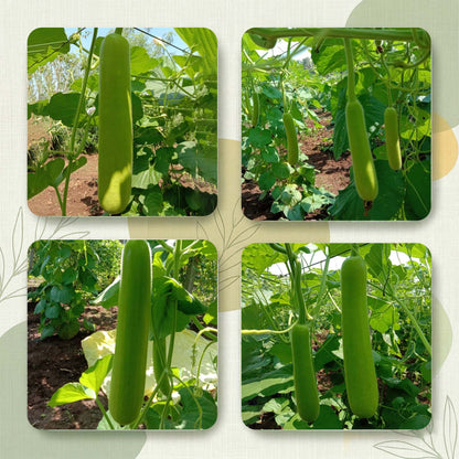 Bottle Gourd Seeds Online | Dhartibeej