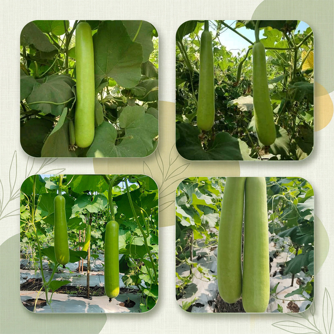 Bottle Gourd Seeds Online | Dhartibeej