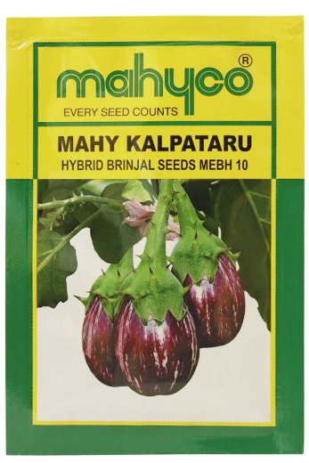 Buy Brinjal Mahyco Kalpataru Seeds Online in India – Dhartibeej
