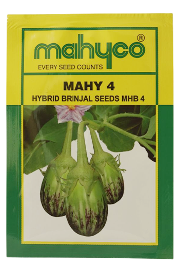 Brinjal Mahyco Mhb-4 Seeds for High Yield Farming – Dhartibeej
