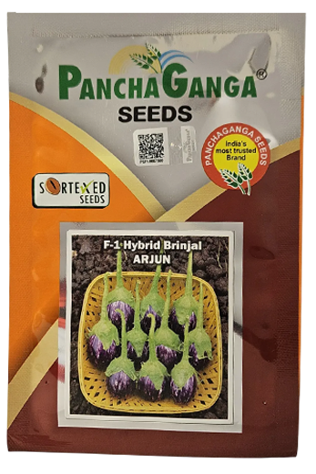 Buy Brinjal Pancha Ganga Arjun Seeds Online in India – Dhartibeej
