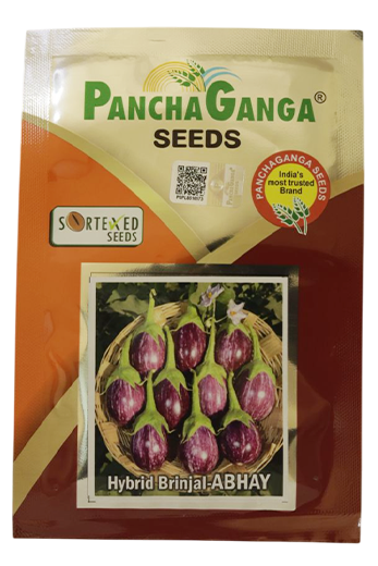 Brinjal Panchaganga Gaurav Seeds Online India – Dhartibeej
