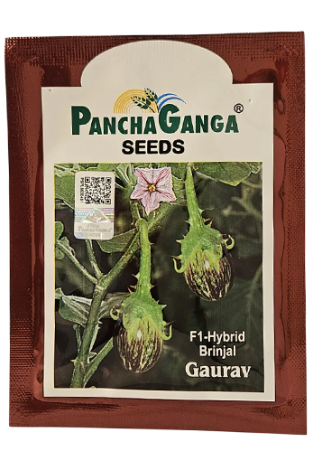 Brinjal Panchaganga Gaurav Seeds Online India – Dhartibeej
