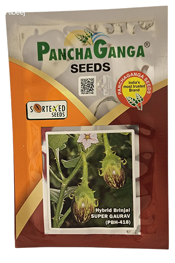 Brinjal Panchaganga Super Gaurav Seeds Online India – Dhartibeej
