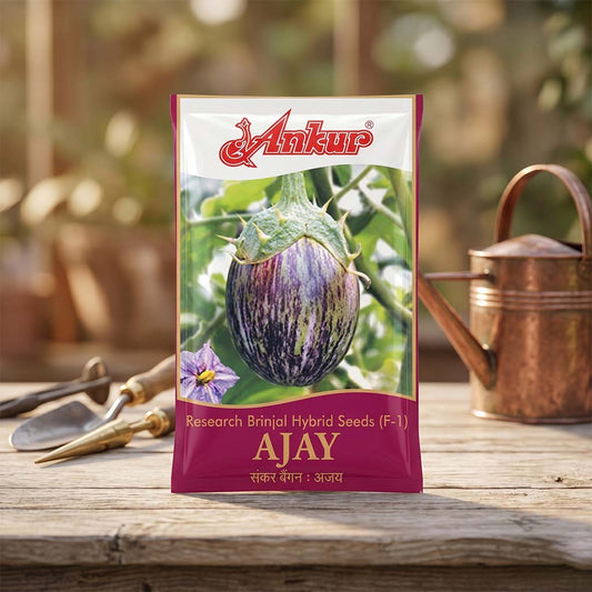 Brinjal Ankur Ajay Seeds Online | Dhartibeej