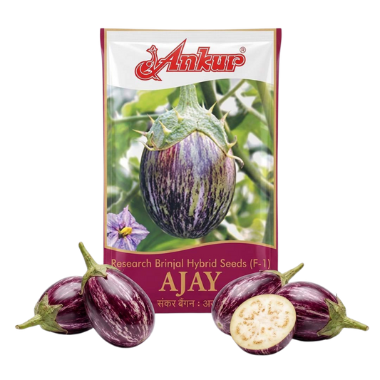 Brinjal Ankur Ajay Seeds Online | Dhartibeej