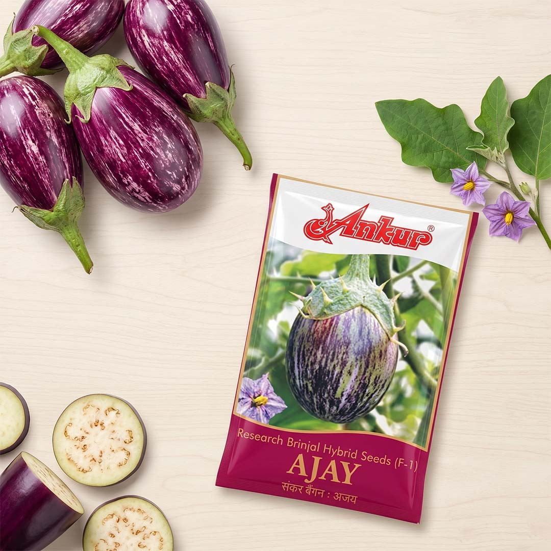 Brinjal Ankur Ajay Seeds Online | Dhartibeej