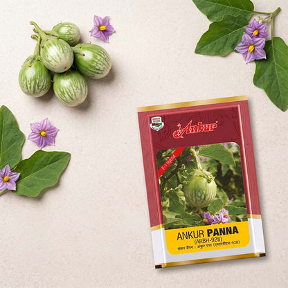 Brinjal Ankur Panna (Arbh-928) Seeds for High Yield Farming | Dhartibeej