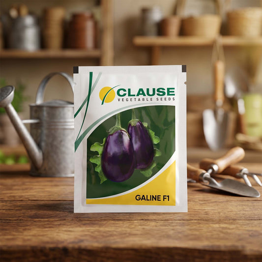Brinjal Clause Galine Seeds Online | Dhartibeej