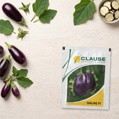 Brinjal Clause Galine Seeds Online | Dhartibeej