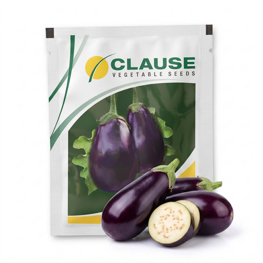 Brinjal Clause Galine Seeds Online | Dhartibeej