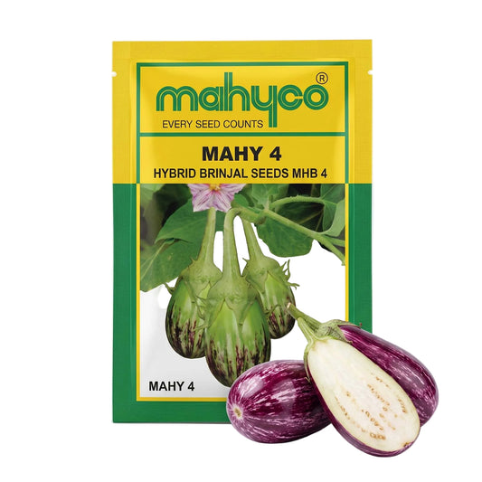 Brinjal Mahyco Mhb-4 Seeds for High Yield Farming | Dhartibeej