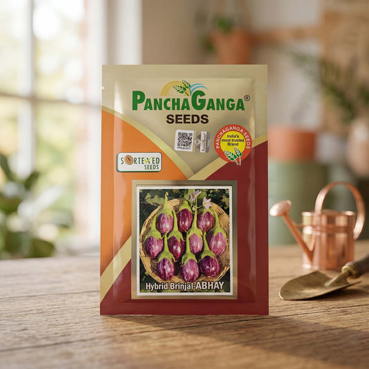Brinjal Panchaganga Abhay Seeds Online | Dhartibeej