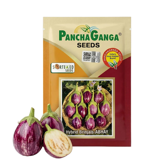 Brinjal Panchaganga Abhay Seeds Online | Dhartibeej
