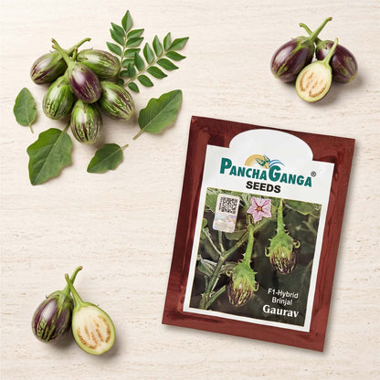 Brinjal Panchaganga Gaurav Seeds Online | Dhartibeej