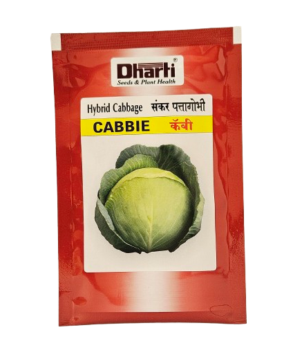 Buy Cabbage Dharti Cabbie Seeds Online in India – Dhartibeej

