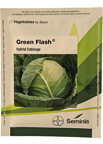 Cabbage Monsanto Green Flash Seeds for High Yield Farming – Dhartibeej
