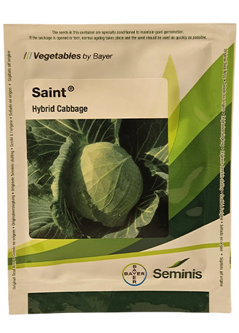 Buy Cabbage Monsanto Saint Seeds Online in India – Dhartibeej
