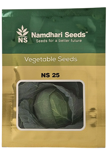 Cabbage NS 25 Seeds Online India – Dhartibeej
