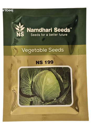 Buy Cabbage Ns 199 Seeds Online in India – Dhartibeej
