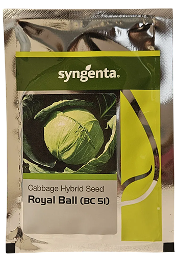 Cabbage Syn Royal Ball Bc-51