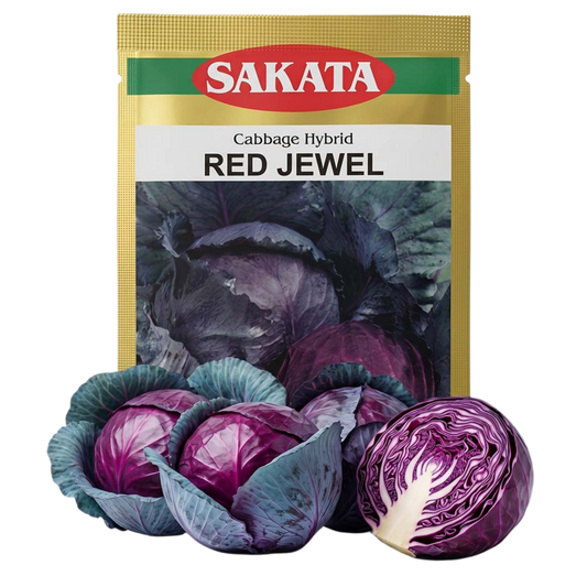 Cabbage Sakata Red Jewel Seeds Online | Dhartibeej
