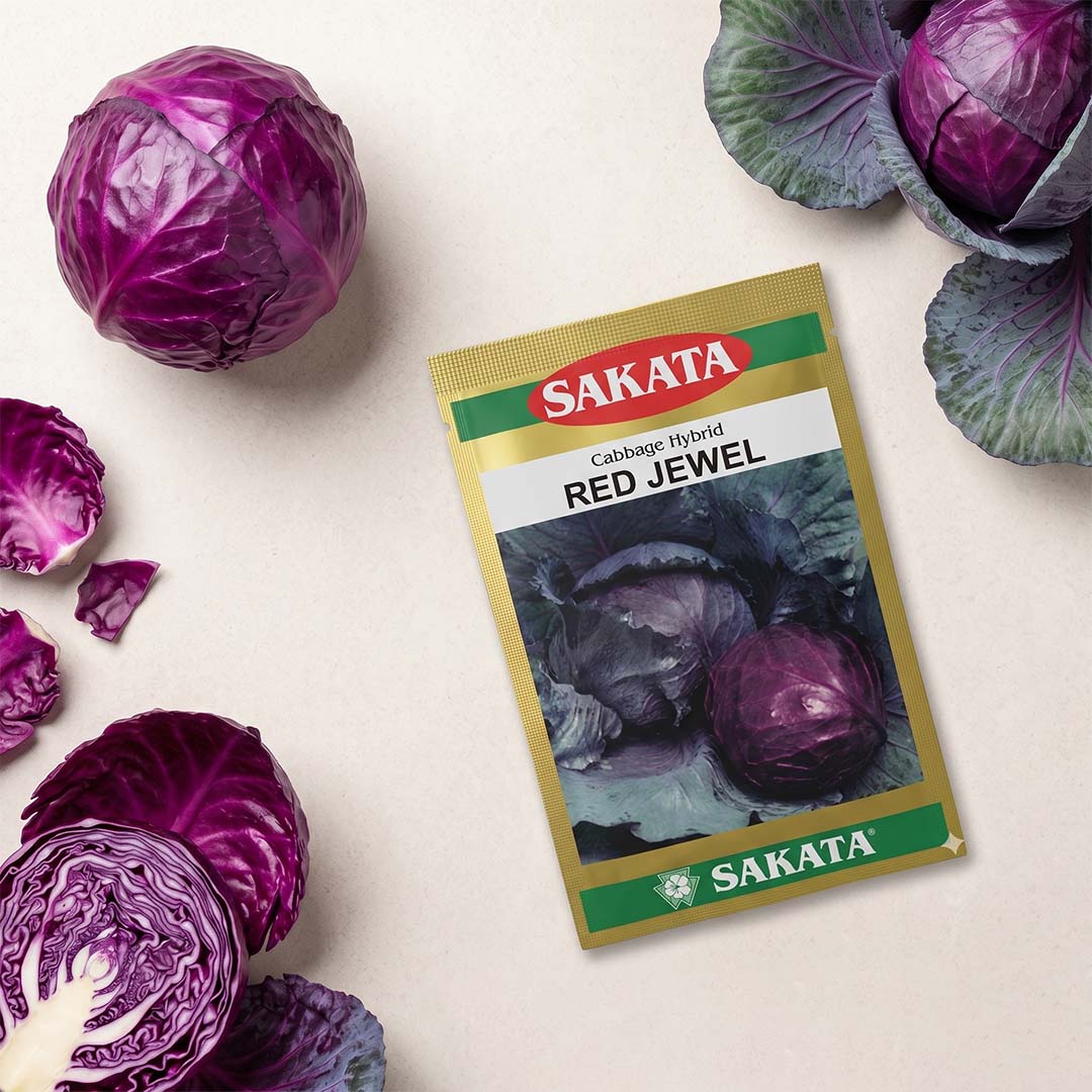 Cabbage Sakata Red Jewel Seeds Online | Dhartibeej