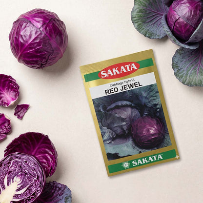 Cabbage Sakata Red Jewel Seeds Online | Dhartibeej
