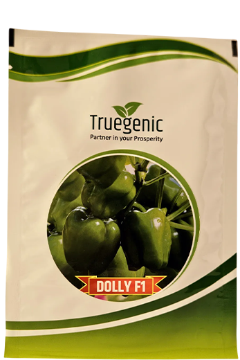Buy Capsicum Truegenic Dolly Seeds Online in India – Dhartibeej