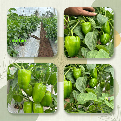 Capsicum Seeds Online | Dhartibeej