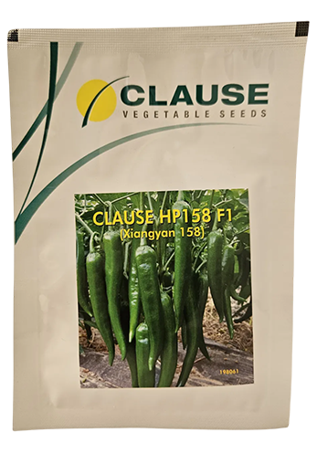 Chilli Clause Hp 158 F1 Seeds Online India – Dhartibeej
