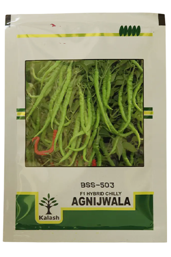 Chilli Kalash Agni Jwala Seeds Online India – Dhartibeej

