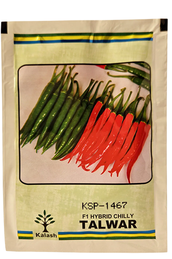 Chilli Kalash Ksp 1467 Talwar Seeds for High Yield Farming – Dhartibeej
