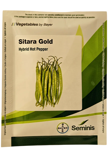 Chilli Monsanto Sitara Gold Seeds for High Yield Farming – Dhartibeej

