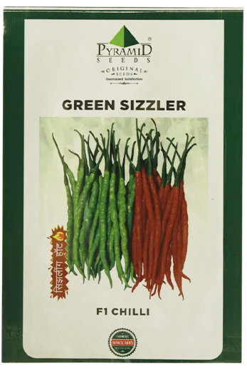 Buy Chilli Namdeo Green Sizzler Seeds Online in India – Dhartibeej
