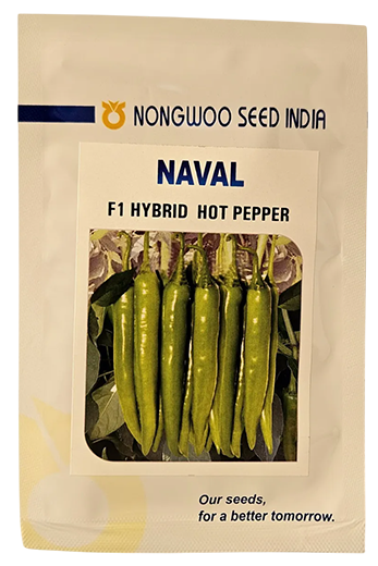 Chilli Nongwoo Naval Seeds for High Yield Farming – Dhartibeej
