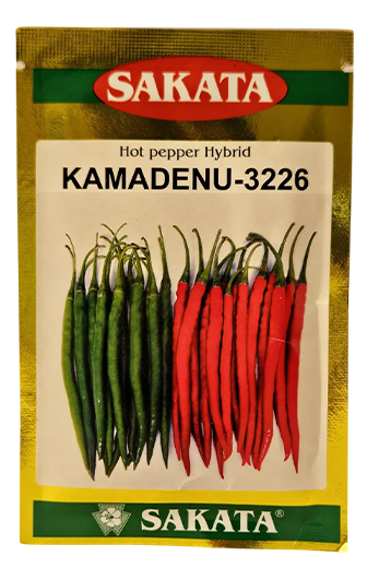 Chilli Sakata Kamadenu Seeds for High Yield Farming – Dhartibeej

