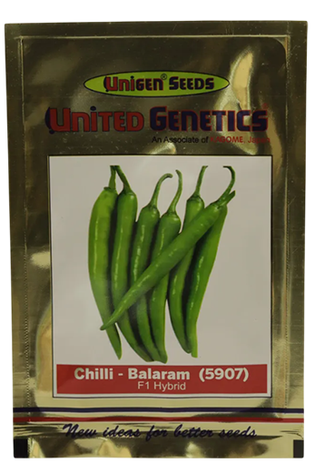 Chilli Ugi Balaram Seeds for High Yield Farming – Dhartibeej

