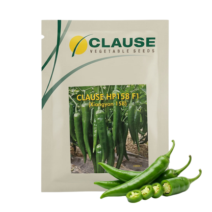 Chilli Clause Hp 158 F1 Seeds Online | Dhartibeej